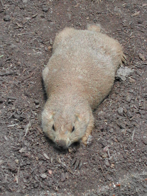 missouri - st.louis - at the zoo