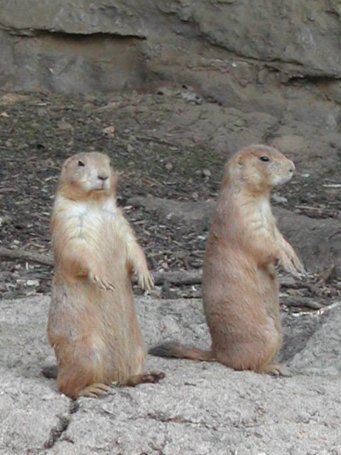 missouri - st.louis - at the zoo