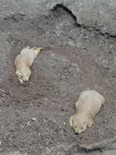 missouri - st.louis - at the zoo