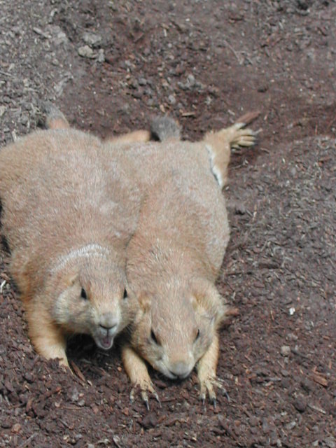 missouri - st.louis - at the zoo