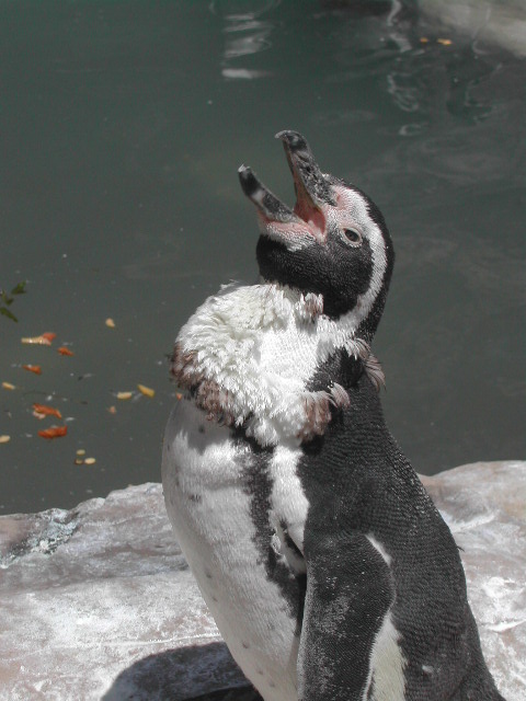 missouri - st.louis - at the zoo