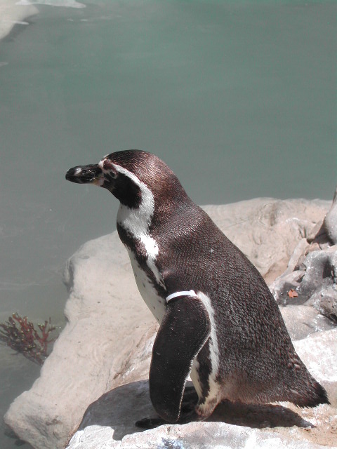 missouri - st.louis - at the zoo