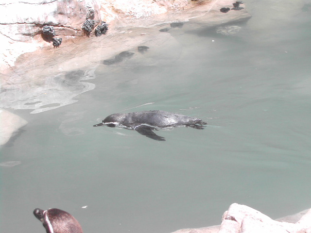 missouri - st.louis - at the zoo