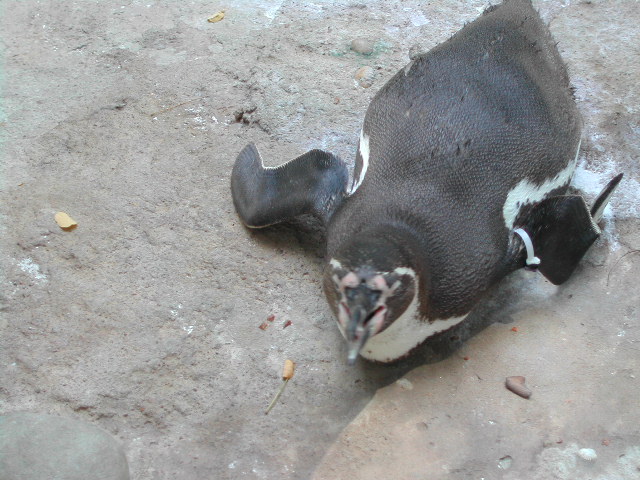 missouri - st.louis - at the zoo