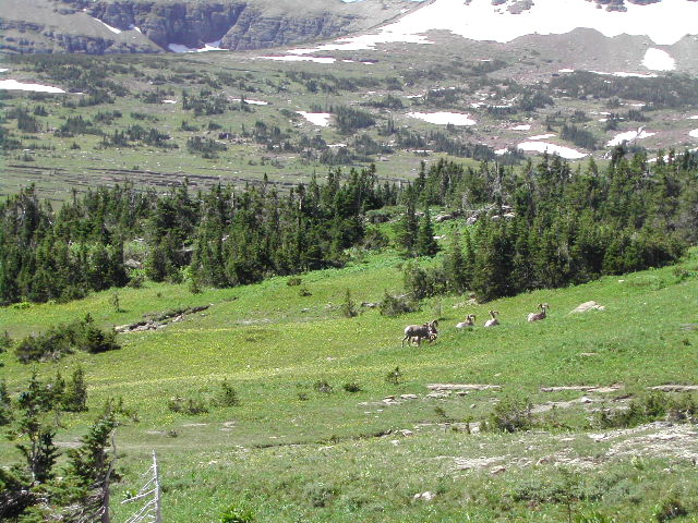 montana - glacier national park