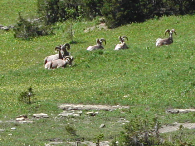 montana - glacier national park