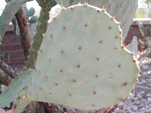 new mexico - cacti