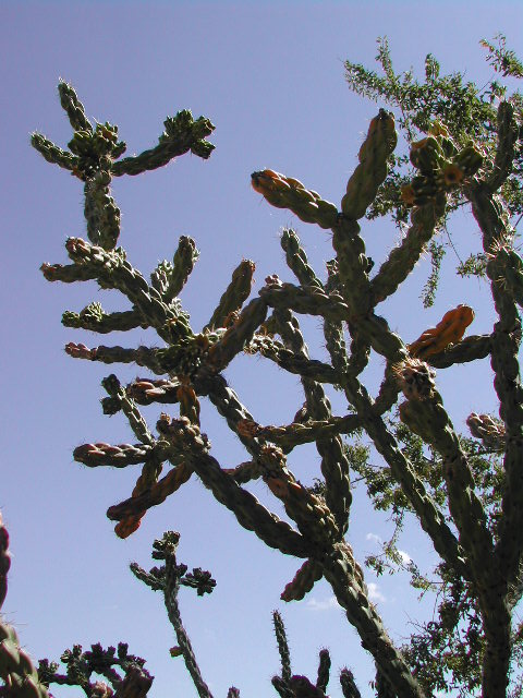 new mexico - cacti