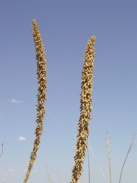 new mexico - cacti