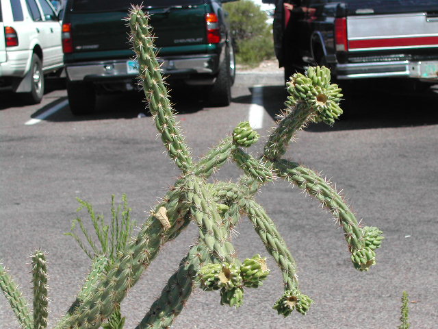 new mexico - cacti