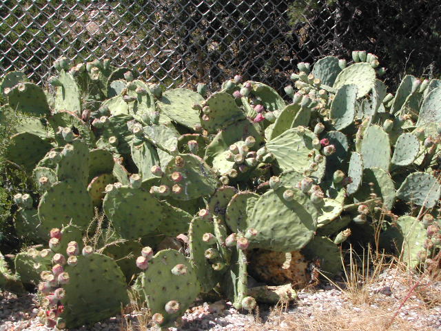 new mexico - cacti