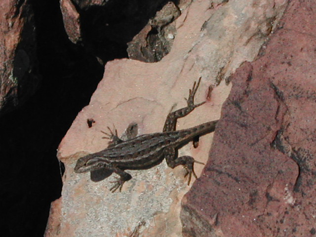 new mexico - valley of fires