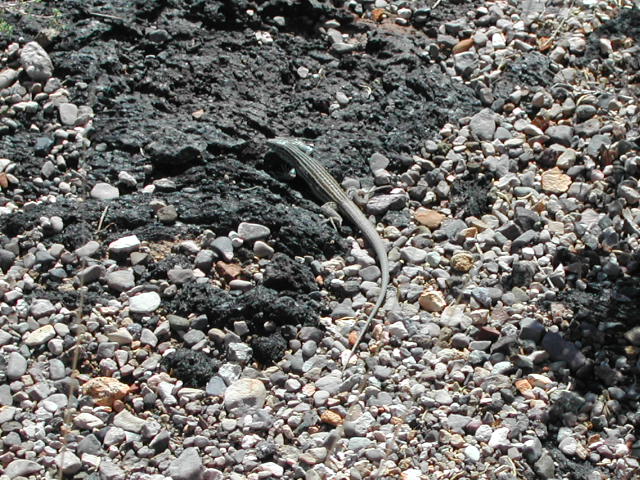 new mexico - valley of fires