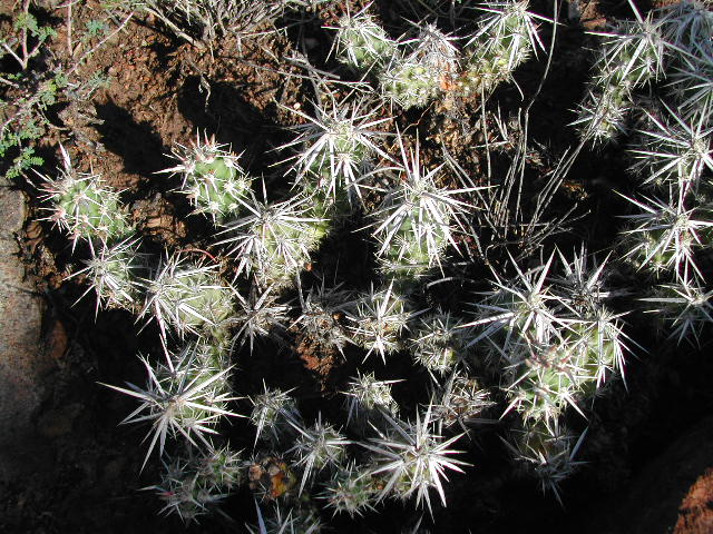 new mexico - valley of fires