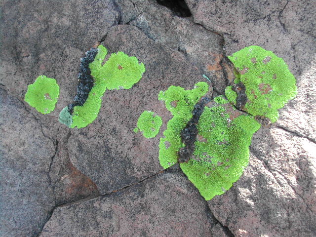 new mexico - valley of fires