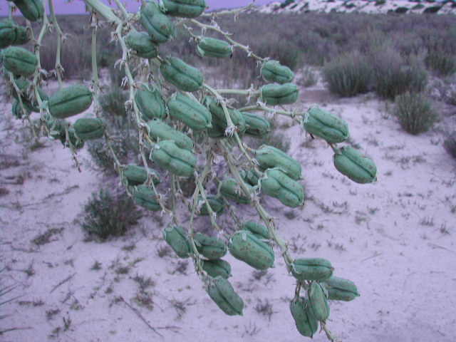 new mexico - white sands national park