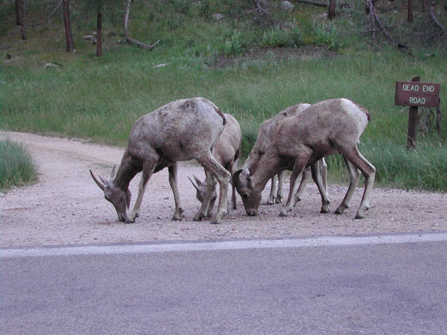 south dakota - black hills