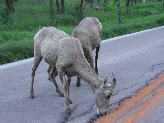 south dakota - black hills