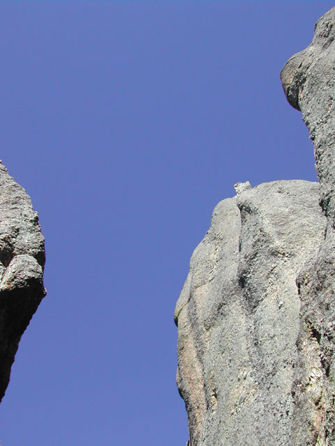 south dakota - custer state park