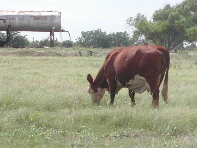 texas - cows by the road