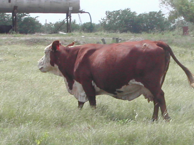 texas - cows by the road