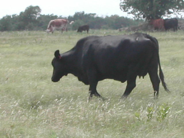 texas - cows by the road