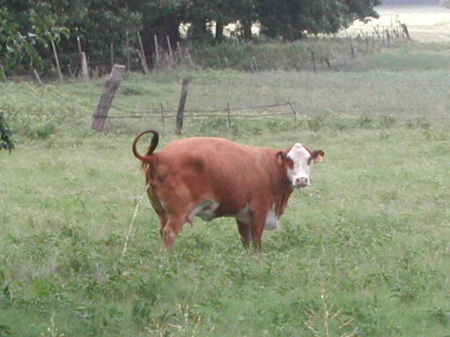 texas - cows by the road