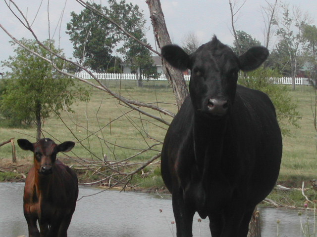 texas - cows by the road