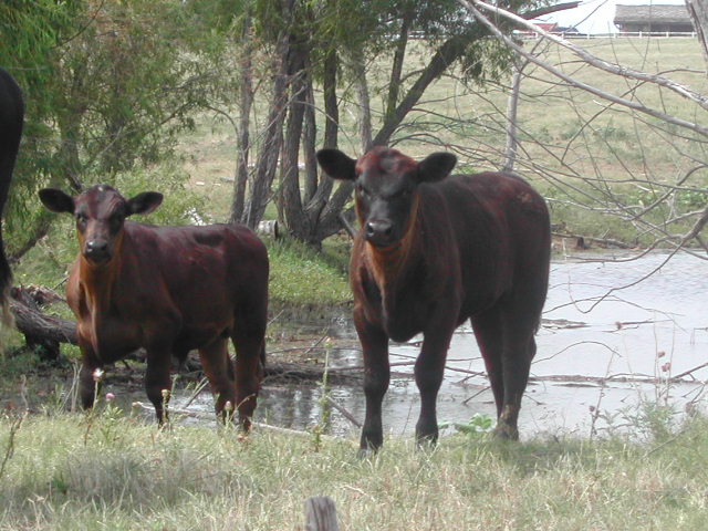 texas - cows by the road