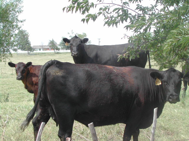 texas - cows by the road