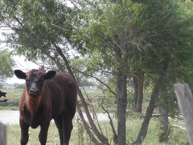 texas - cows by the road