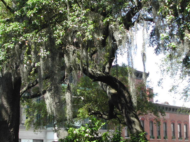 georgia - savannah