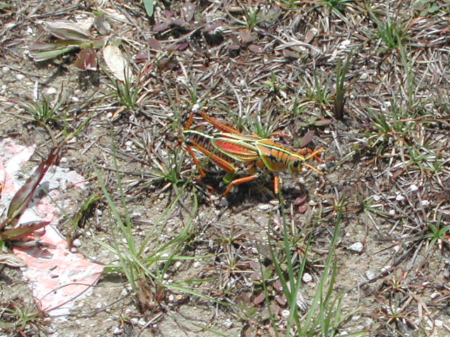 florida - the everglades