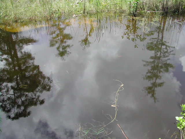 florida - the everglades