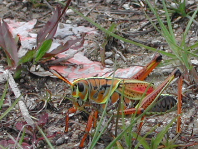 florida - the everglades