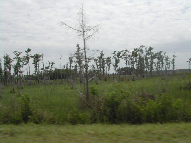 florida - the everglades