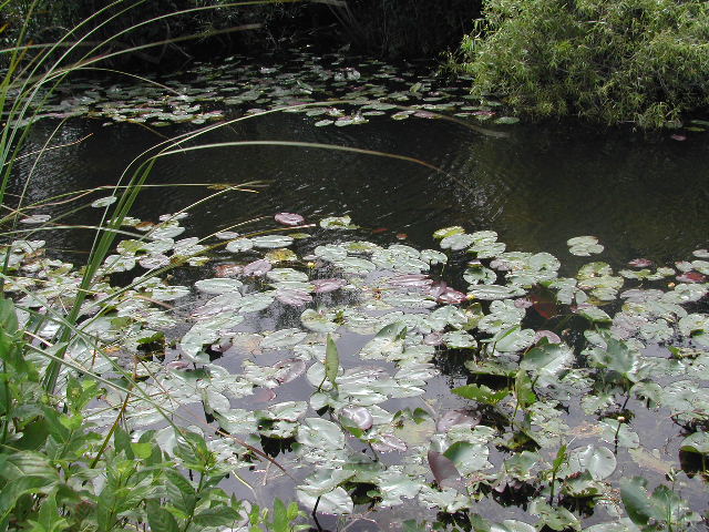 florida - the everglades