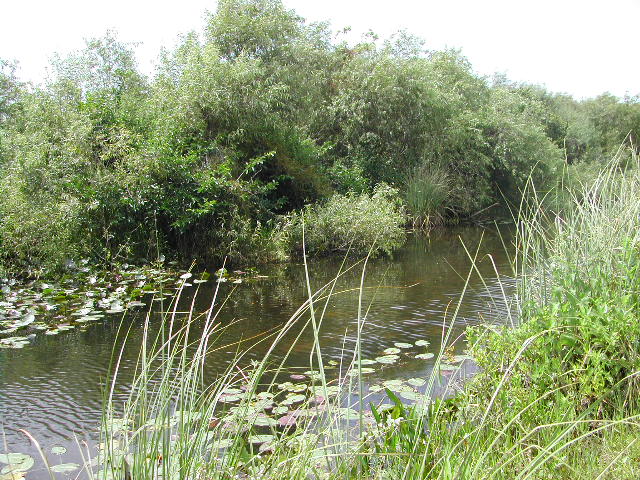 florida - the everglades