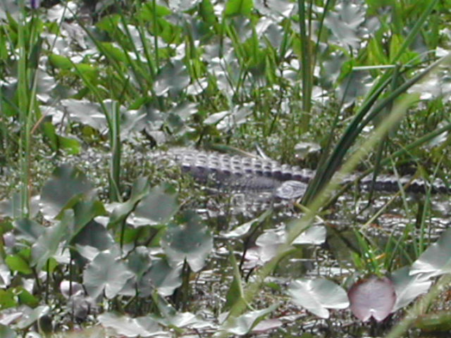 florida - the everglades