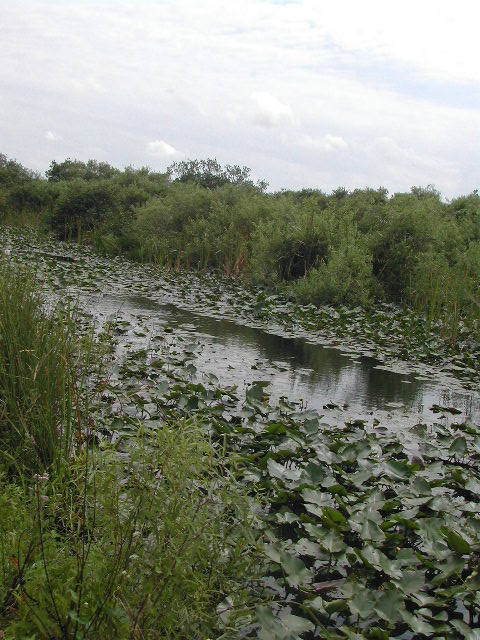 florida - the everglades