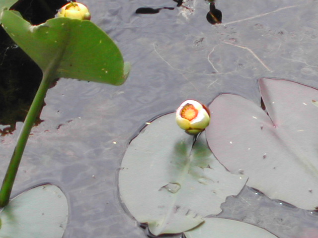 florida - the everglades