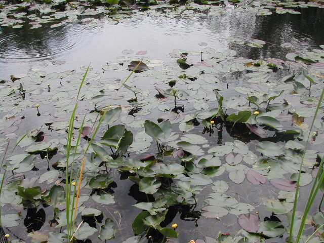 florida - the everglades