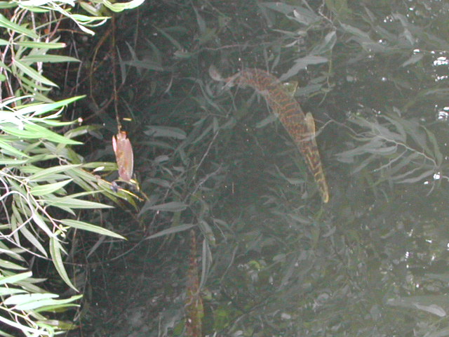 florida - the everglades