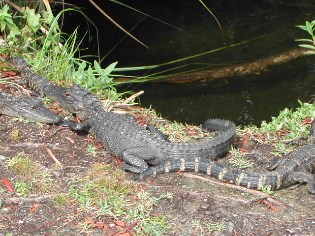 florida - the everglades