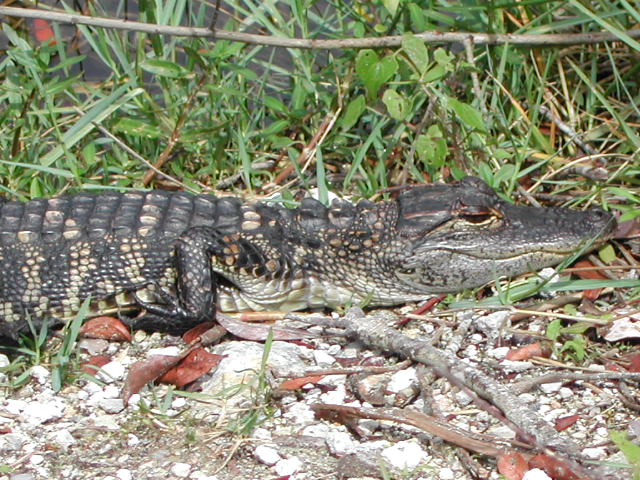 florida - the everglades