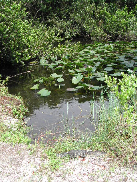 florida - the everglades