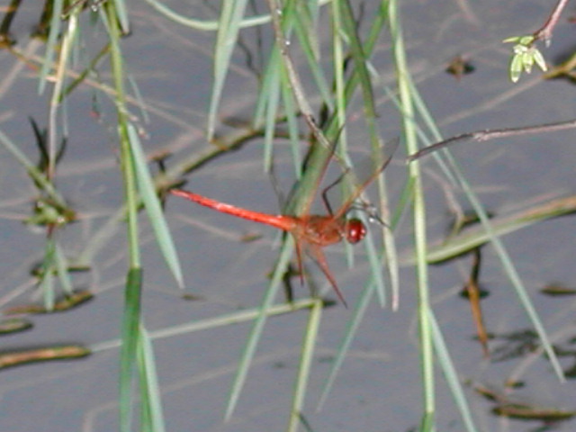 florida - the everglades