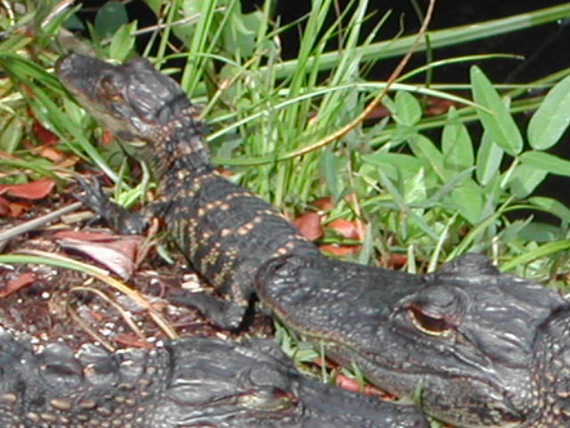 florida - the everglades