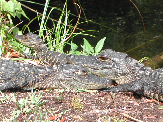 florida - the everglades