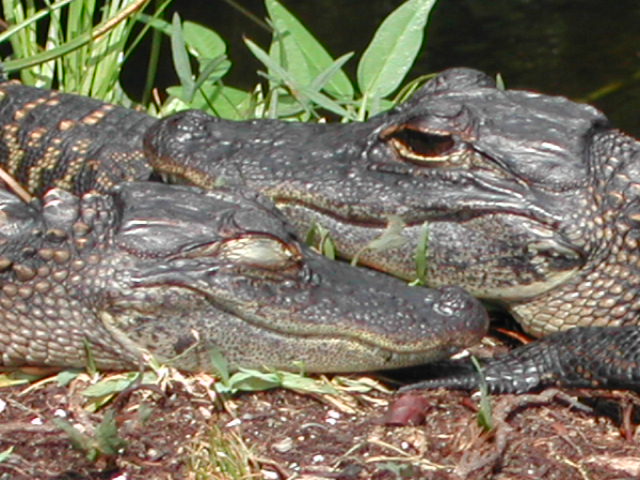 florida - the everglades